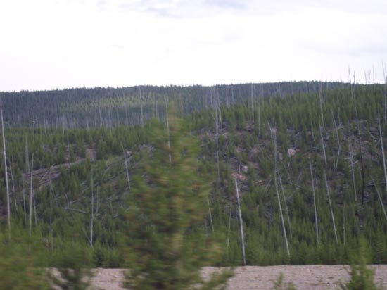 2006 family reunion in Yellowstone National Park